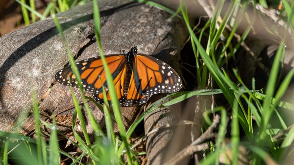 Monarch Butterfly Grove by null