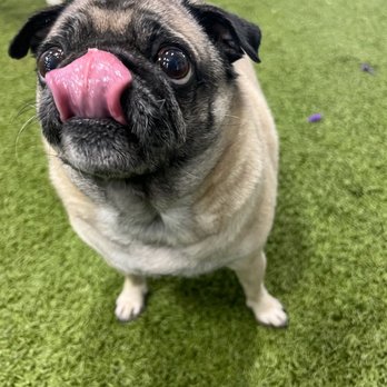 PetSuites Cypress - Pet Training Near Me - Houston, Texas
