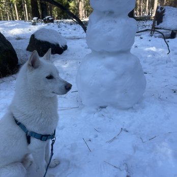 Cedar Park Trail - Bodhi attack snowman, winter 2023 - Hiking Near Me - Pollock Pines, California Cedar Park Trail - Bodhi attack snowman, winter 2023 - Hiking Near Me - Pollock Pines, California