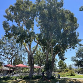 VIP Tree Trimming Services - Tree Trimming Before - Tree Services Near Me VIP Tree Trimming Services - Tree Trimming Before - Tree Services Near Me