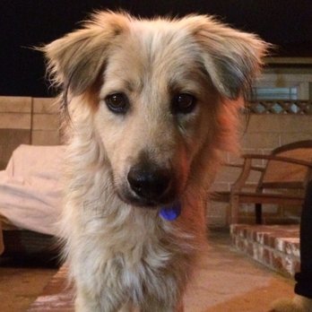 The Barking Lot - Animal Shelters Near Me - Ramona, California