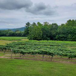 French Ridge Vineyards & Winery - View from the balcony