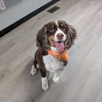Bed Bark And Beyond - Bandit is so happy - Pet Groomers Near Me - Portland, Tennessee Bed Bark And Beyond - Bandit is so happy - Pet Groomers Near Me - Portland, Tennessee