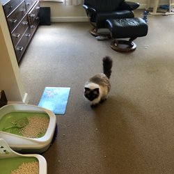 Brighton Gardens of Saddle River - More cats!