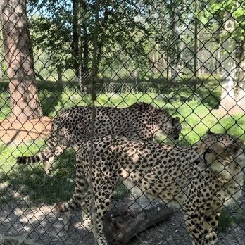 Greater Vancouver Zoo - Zoos Near Me - Aldergrove, British Columbia Greater Vancouver Zoo - Zoos Near Me - Aldergrove, British Columbia