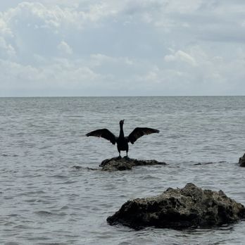 Amara Cay Resort - Wildlife while kayaking - Resorts Near Me - Islamorada, Florida