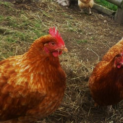 Bodafon Farm Park