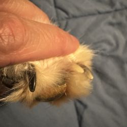 Doggie Stylez Pet Grooming - Nails not trimmed