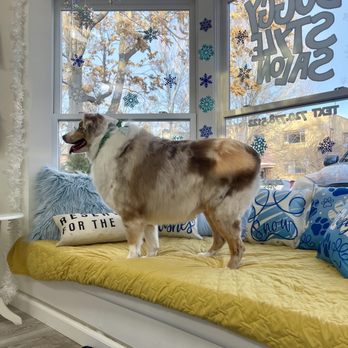 Doggy Style Salon - Pet Groomers Near Me - Denver, Colorado Doggy Style Salon - Pet Groomers Near Me - Denver, Colorado