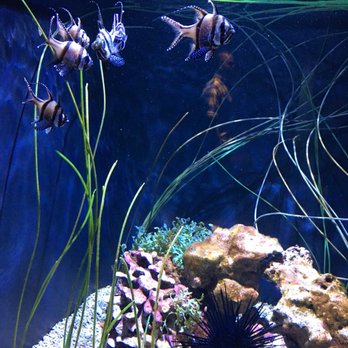 Seattle Aquarium - Aquariums Near Me - Seattle, Washington Seattle Aquarium - Aquariums Near Me - Seattle, Washington