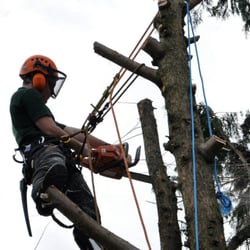 Cantellow Tree Surgery
