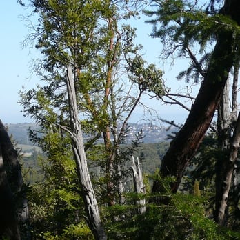Huddart County Park - Parks Near Me - Woodside, California