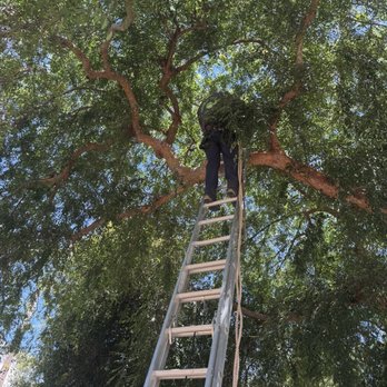 Green Crest Tree Care - Tree Services Near Me - Sun valley , California