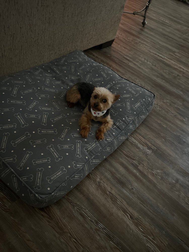 MALINOIS & MORE PET GROOMING Updated April 2024 38 Photos 610