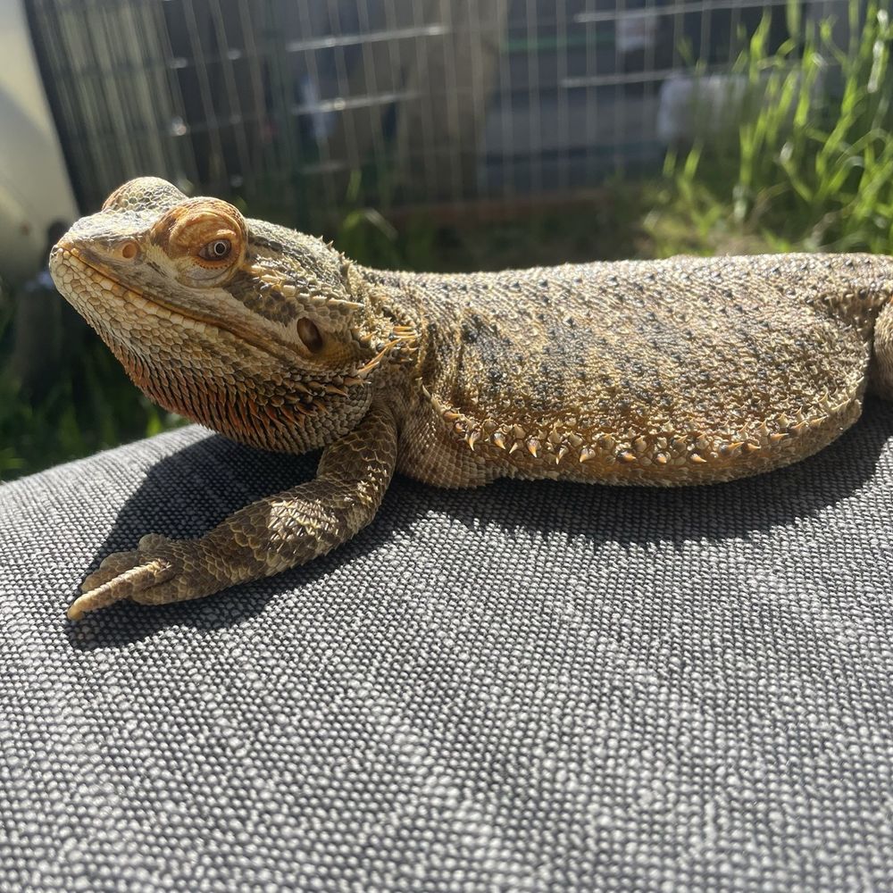 Bird & Pet Clinic - Now basking outside in the sun today. - Pet Stores Near Me - Roseville, California Bird & Pet Clinic - Now basking outside in the sun today. - Pet Stores Near Me - Roseville, California