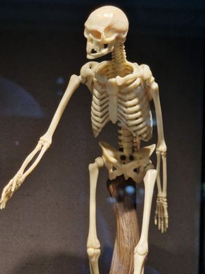 Residenzschloss by null