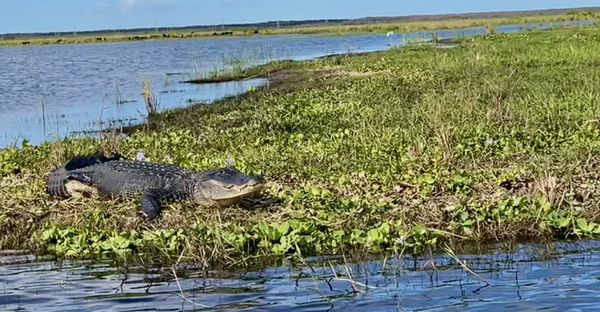 CAPT DUKE’S AIRBOAT RIDES - Updated August 2025 - 589 Photos & 33 Reviews - 28500 E Colonial Dr ...