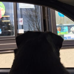 Dairy Queen Grill & Chill - My pug Bullet waiting at the "Drive Thru" window.