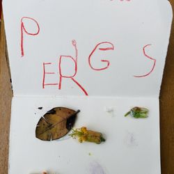 Waves And Woodlands Forest School