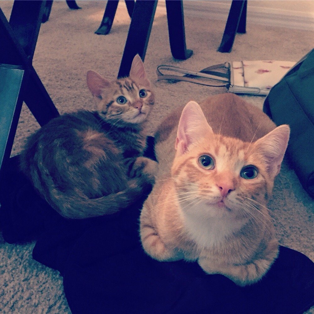 SOUTHWEST OCALA VETERINARY HOSPITAL 10 Reviews