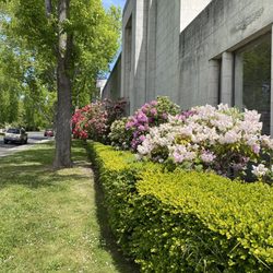 Mountain View Cemetery - Rhododendrons in bloom