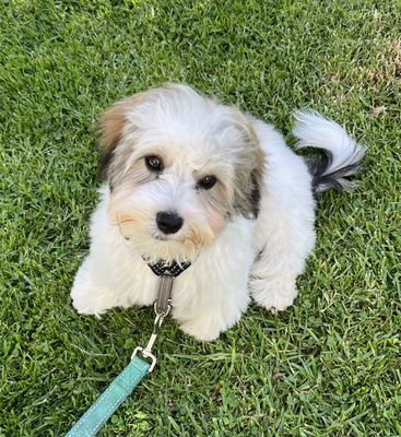 Citydog! Club by null