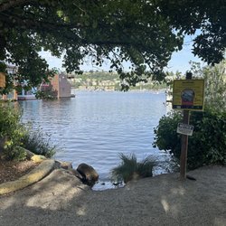 Lake Union swim class