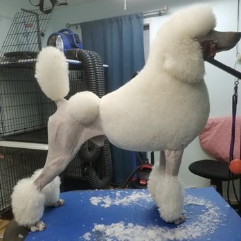 Claudia's Coiffeur Le' Petite - What a continental cut looks like - Pet Groomers Near Me - San Leandro, California Claudia's Coiffeur Le' Petite - What a continental cut looks like - Pet Groomers Near Me - San Leandro, California
