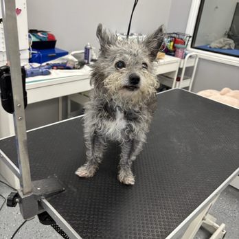 Puppy Pampering Pet Spa - Before - Pet Groomers Near Me - Rancho Cucamonga, California
