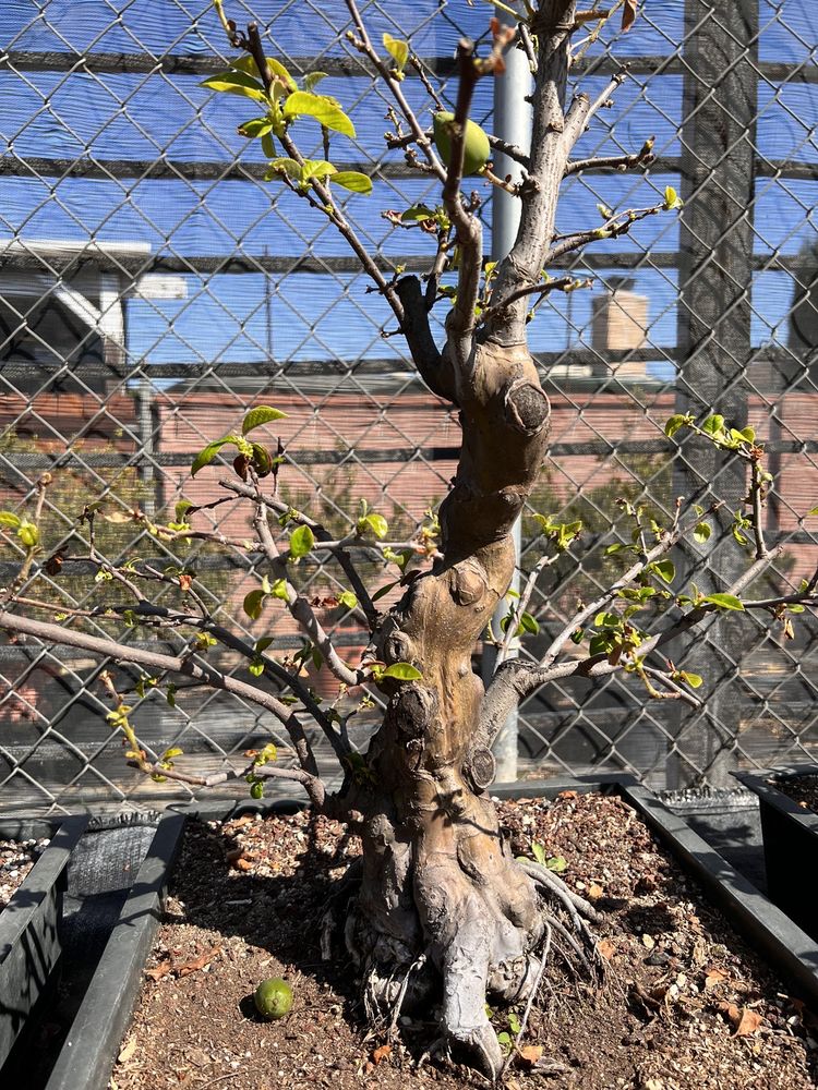 HOUSE OF BONSAI Updated May 2024 115 Photos & 108 Reviews 5214