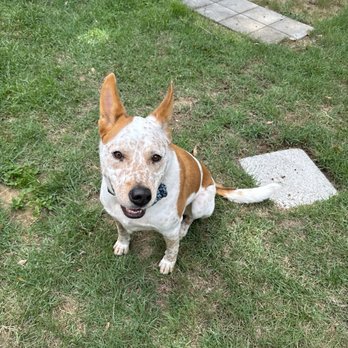 Tail Wagging Walks - Woody says hire Tail Wagging Walks! - Pet Boarding Near Me Tail Wagging Walks - Woody says hire Tail Wagging Walks! - Pet Boarding Near Me