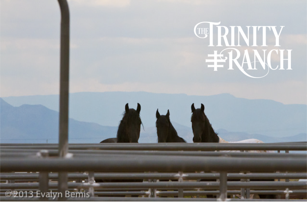 The Trinity Ranch - equestrian in Lamy, NM