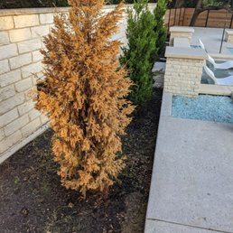 had a shrub die and asked about warranty etc and never heard back after a few emails and calls. had a shrub die and asked about warranty etc and never heard back after a few emails and calls.