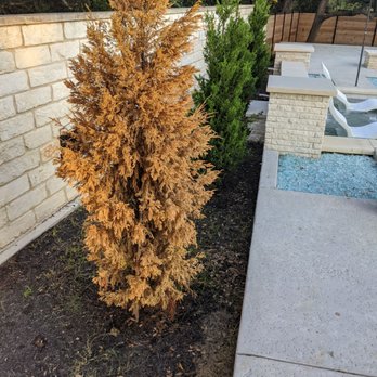 Southern Landscape Solutions Inc - had a shrub die and asked about warranty etc and never heard back after a few emails and calls. - Landscaping Near Me - Leander, Texas Southern Landscape Solutions Inc - had a shrub die and asked about warranty etc and never heard back after a few emails and calls. - Landscaping Near Me - Leander, Texas