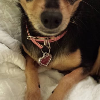 PetSmart Dog Training - Lola's mani/pedi from Petsmart - Pet Stores Near Me - Tustin, California PetSmart Dog Training - Lola's mani/pedi from Petsmart - Pet Stores Near Me - Tustin, California