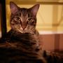 Photo of Meow Cat Lounge