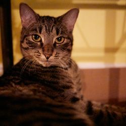 Meow Cat Lounge
