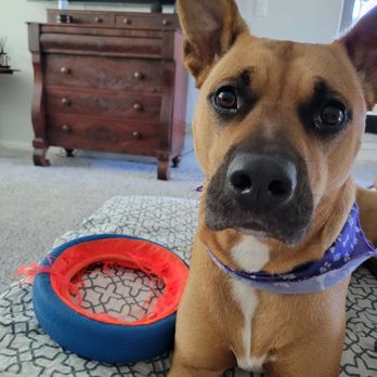 Tender Paws Animal Hospital - Harley is our extra loved fur baby rescue - Veterinarians Near Me - Conroe, Texas Tender Paws Animal Hospital - Harley is our extra loved fur baby rescue - Veterinarians Near Me - Conroe, Texas