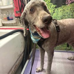 The Pooch Pitt - A happy  poodle