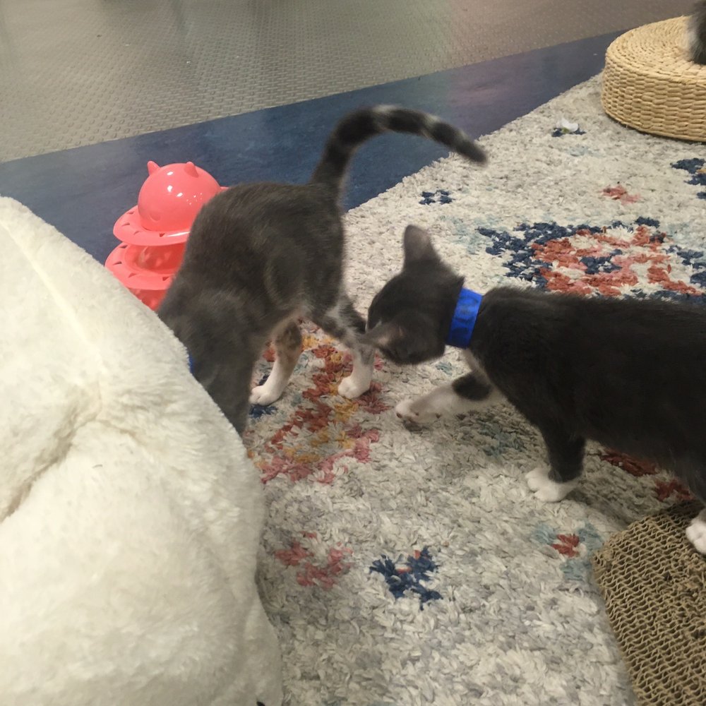 Mini Cat Town - So cute. - Pet Adoption Near Me - San Jose, California Mini Cat Town - So cute. - Pet Adoption Near Me - San Jose, California