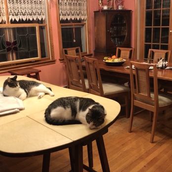 Alpine Home Improvement Company - two cats lounging on a table - General Contractors Near Me Alpine Home Improvement Company - two cats lounging on a table - General Contractors Near Me