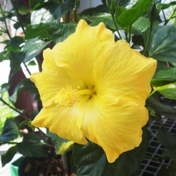Lambton Daily Mart - Hibiscus - Convenience Stores Near Me - Toronto, Ontario Lambton Daily Mart - Hibiscus - Convenience Stores Near Me - Toronto, Ontario