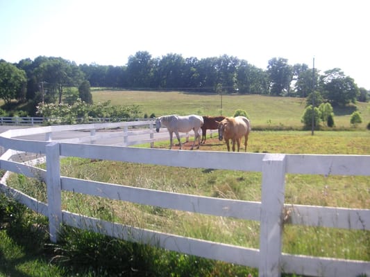 Barboursville Vineyards by null