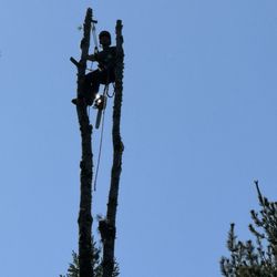 Arbor Logic Tree Services - Jerrid taking down a pine tree that split at the top on the corner of our property.
