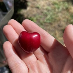 Lazy K Ranch Cherry U-Pick - So pretty