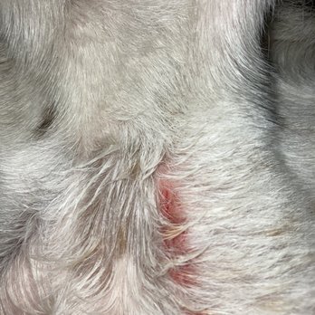 CVS Pharmacy - Neck wounds from pit bull attack. - Drugstores Near Me - Studio City, California