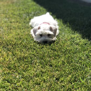 Skansen Kennel - Pet Sitting Near Me - Sebastopol, California Skansen Kennel - Pet Sitting Near Me - Sebastopol, California