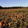 Photo of Nienaber's Farm Market