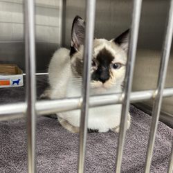 Viamonte Veterinary Clinic - Catalina enjoying her stay @ Dr. Viamonte