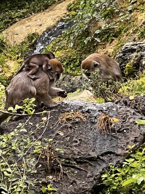 Monkey Jungle by null